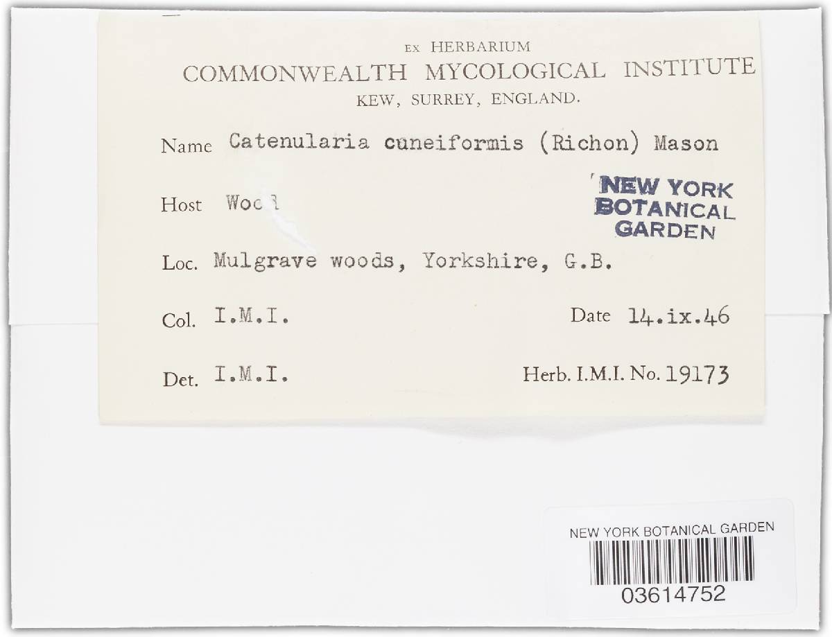 Chaetosphaeria cupulifera image