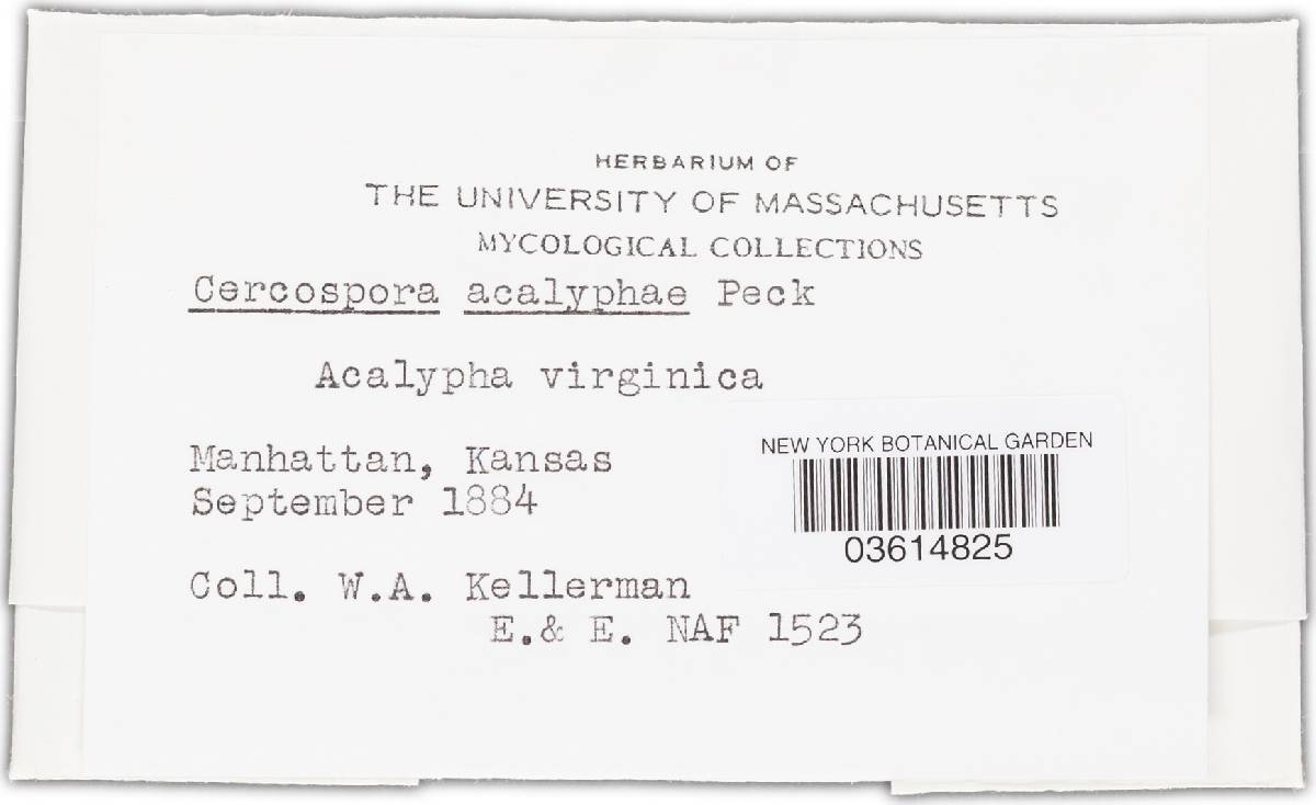 Cercospora acalyphae image
