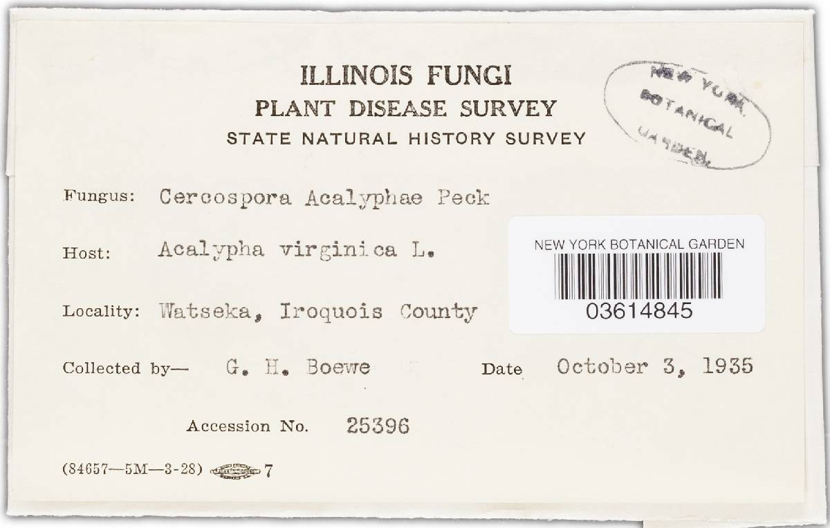 Cercospora acalyphae image