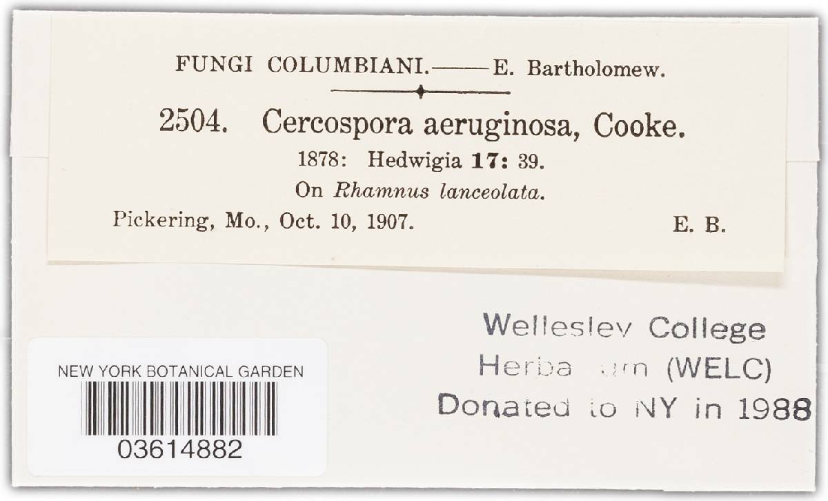 Cercospora aeruginosa image