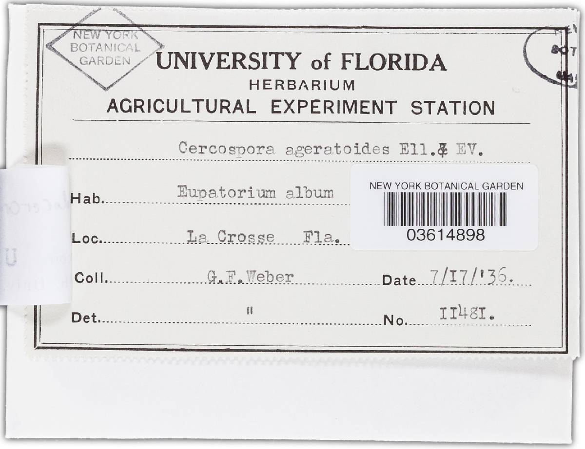 Cercospora ageratoides image