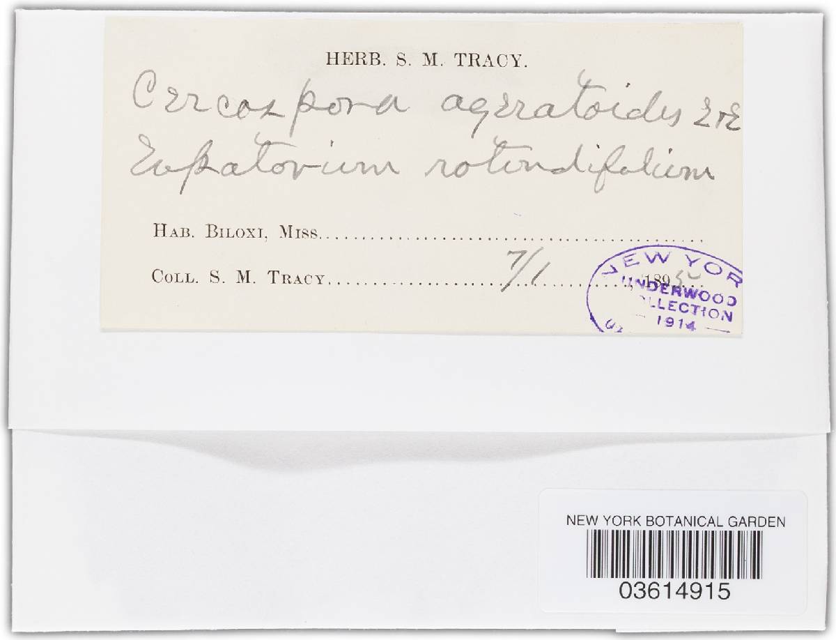 Cercospora ageratoides image
