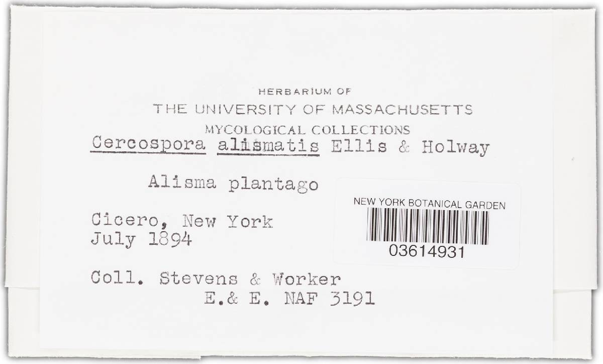 Cercospora alismatis image