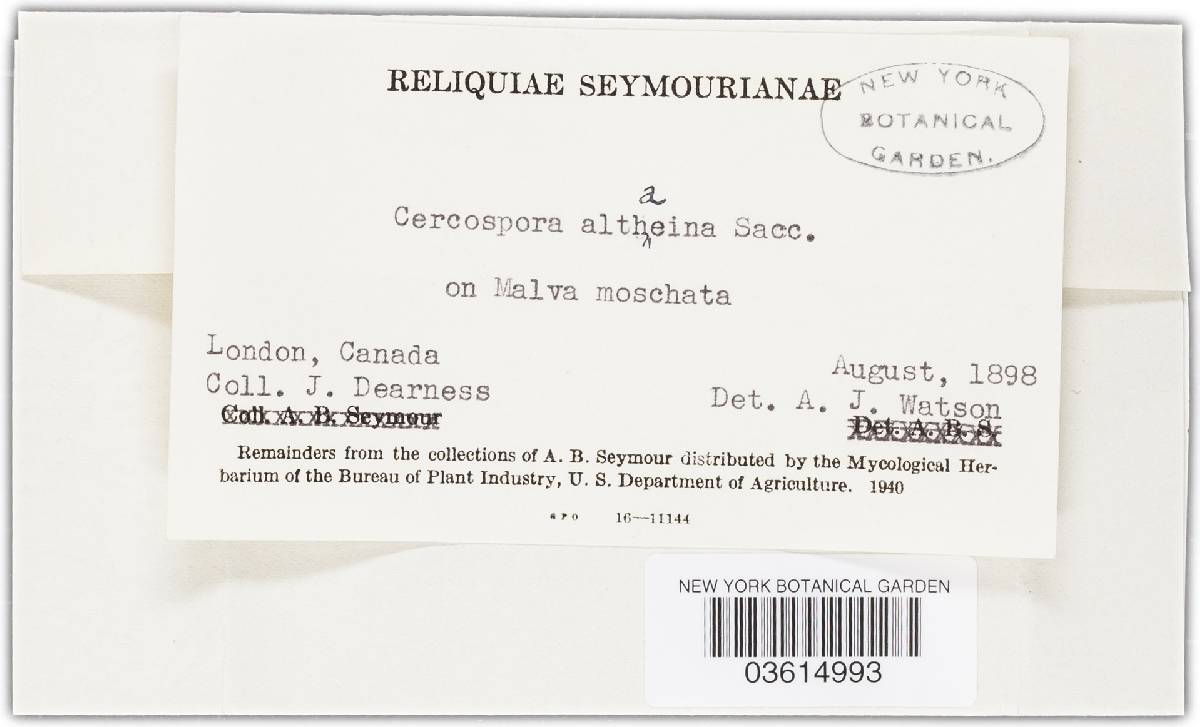 Cercospora althaeina image