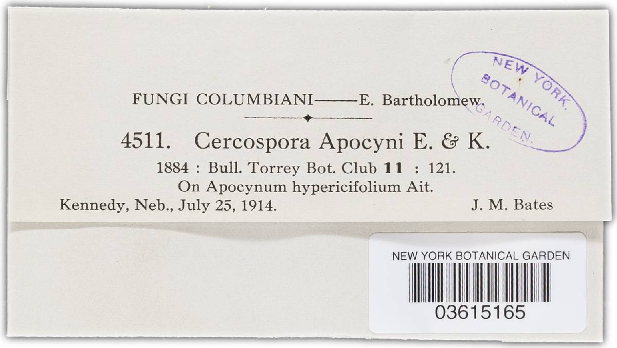 Cercosporella apocyni image