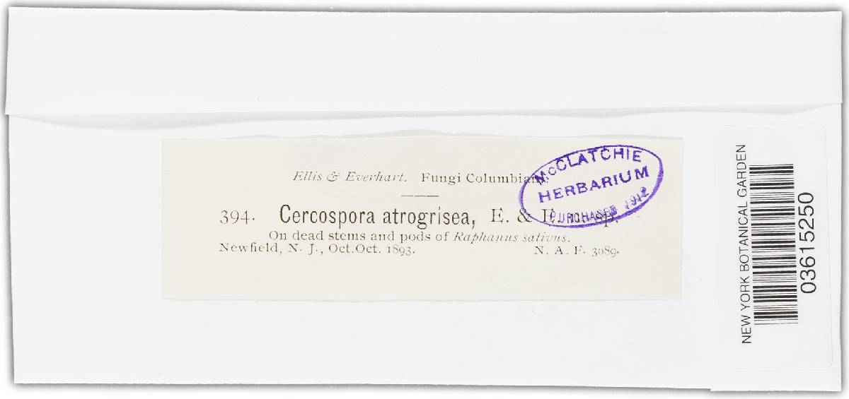 Cercospora atrogrisea image