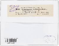 Cercospora beticola image