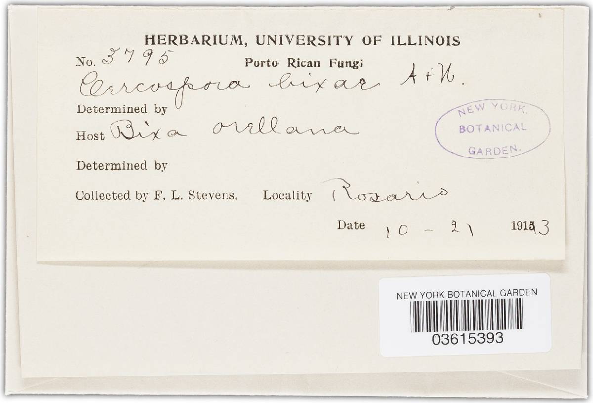 Pseudocercospora bixae image