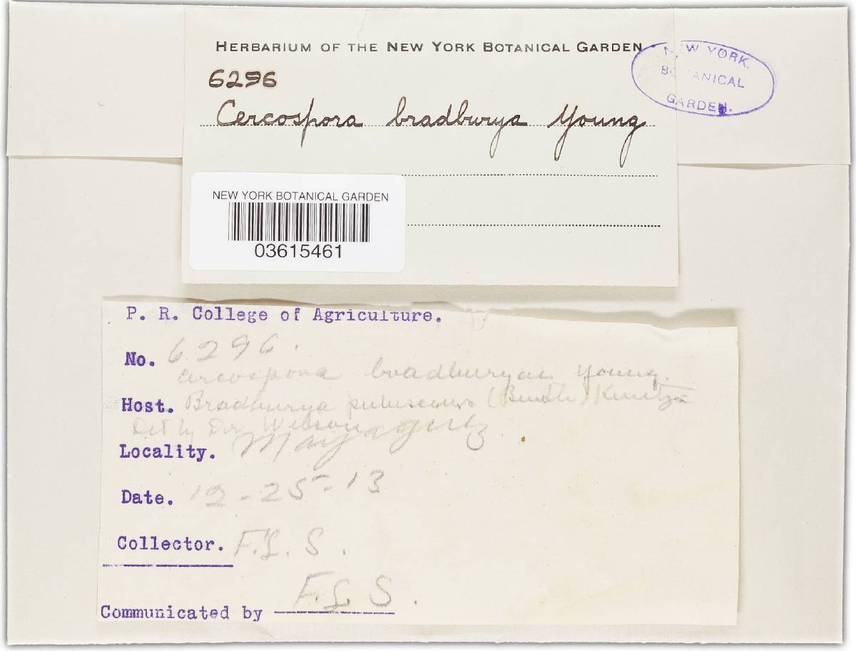 Pseudocercospora bradburyae image