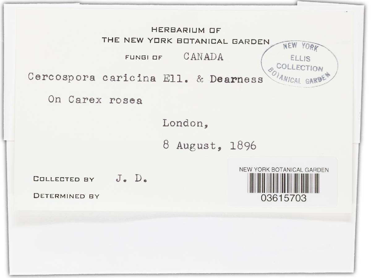 Cercospora caricina image