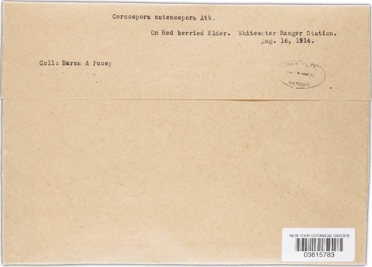 Cercospora catenospora image