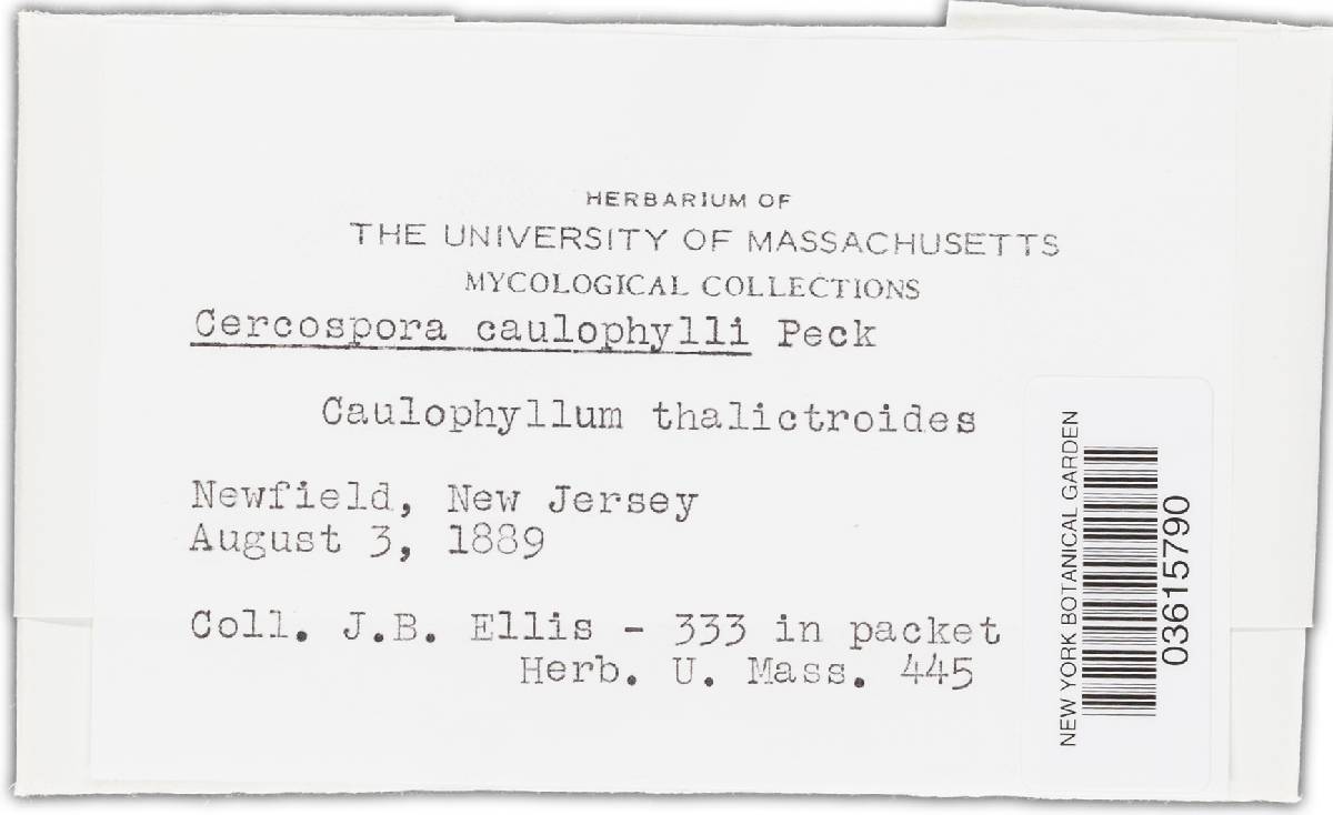 Passalora caulophylli image