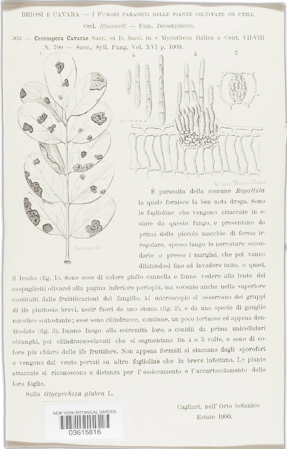 Pseudocercospora cavarae image