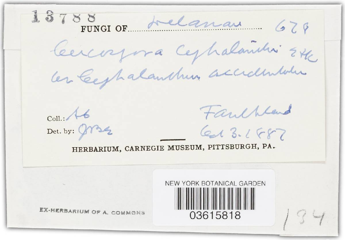 Cercospora cephalanthi image
