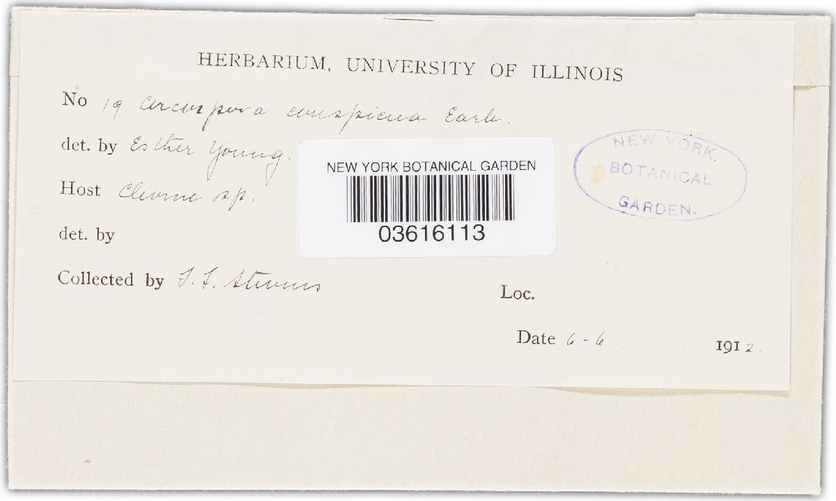 Cercospora conspicua image