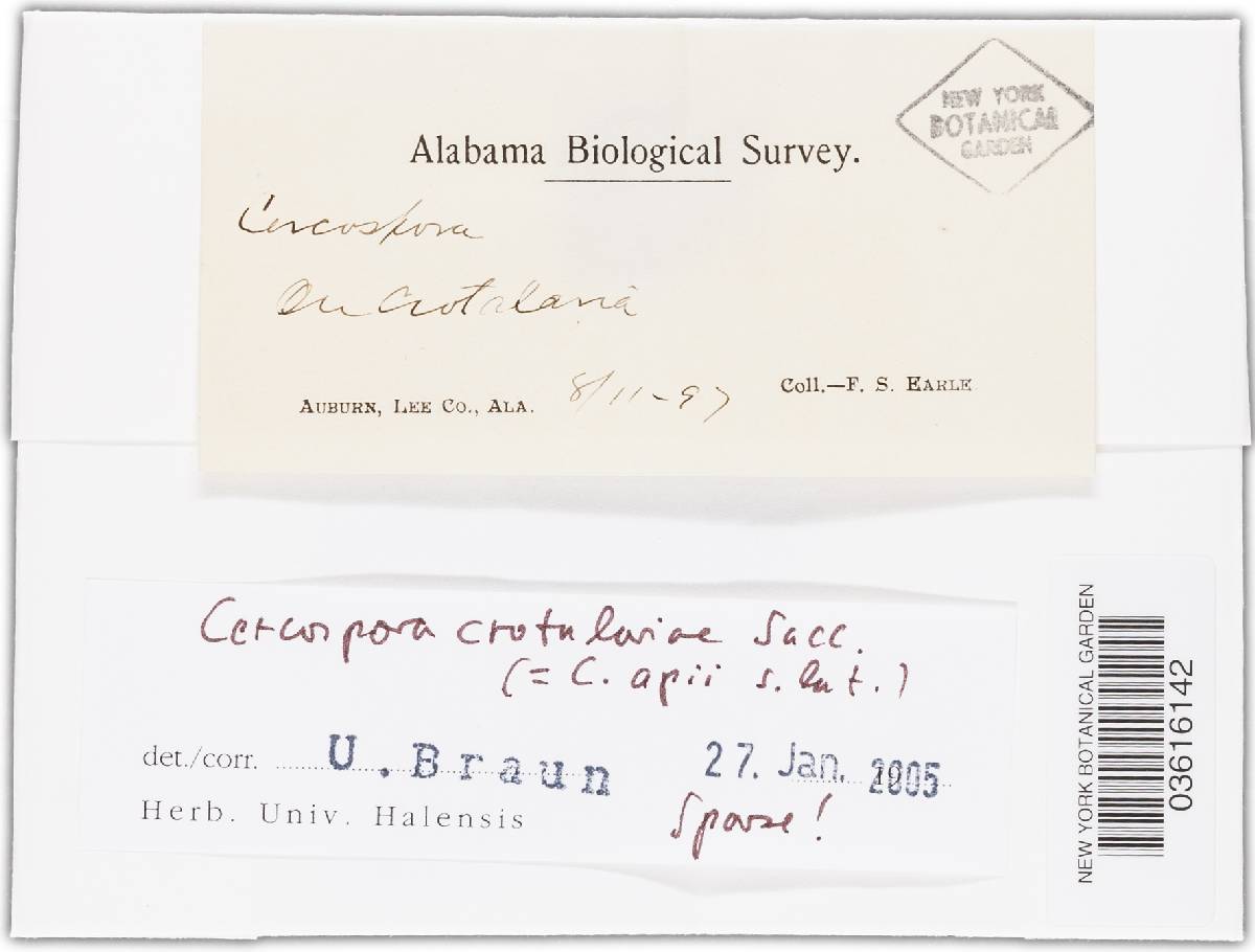 Pseudocercospora cotizensis image