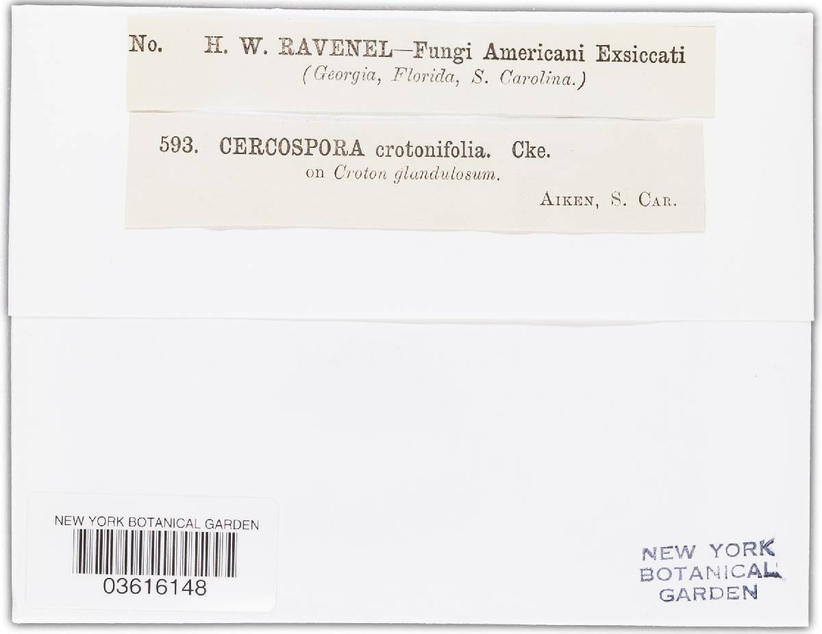 Cercospora crotonifolia image