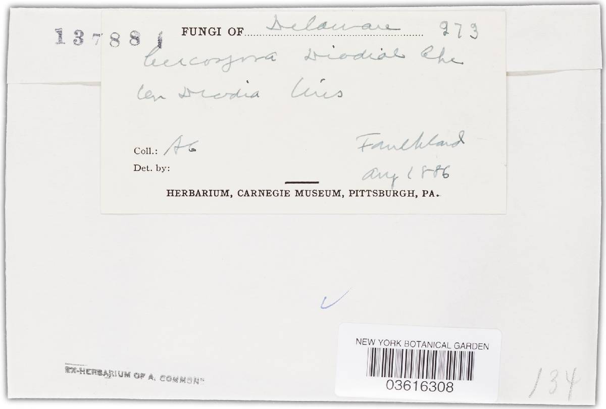 Cercospora diodiae image