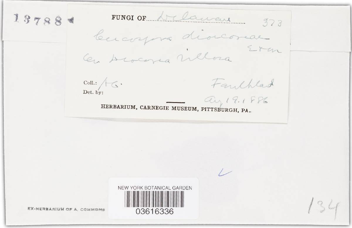 Passalora dioscoreae image