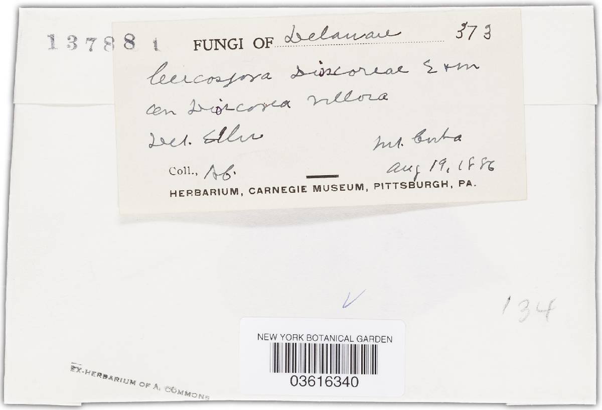 Passalora dioscoreae image