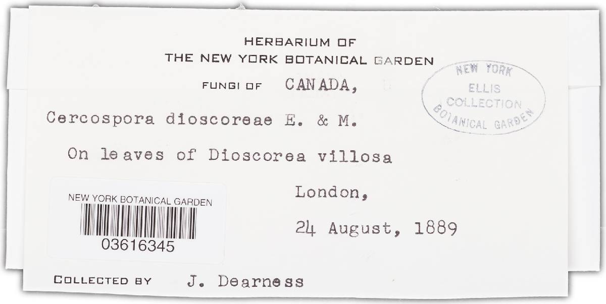 Passalora dioscoreae image