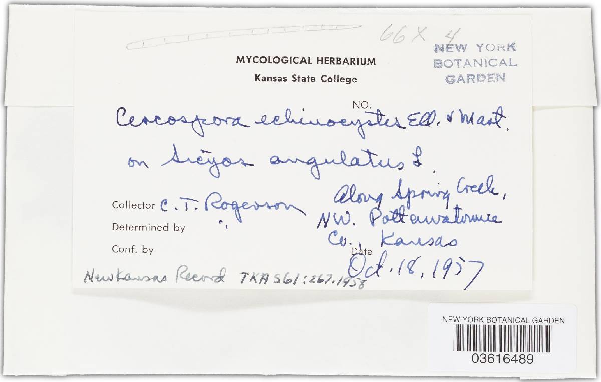 Cercospora echinocystis image