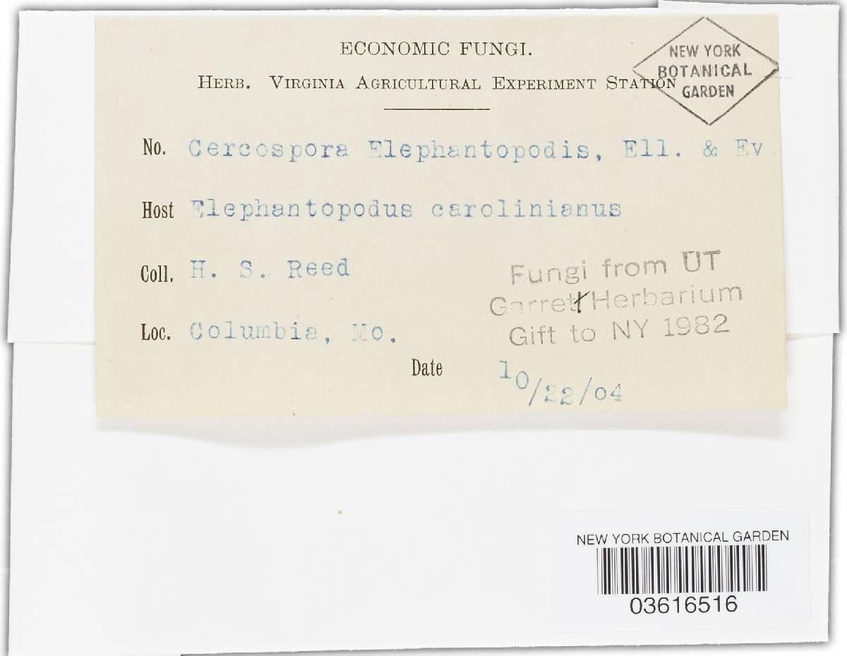 Cercospora elephantopodis image