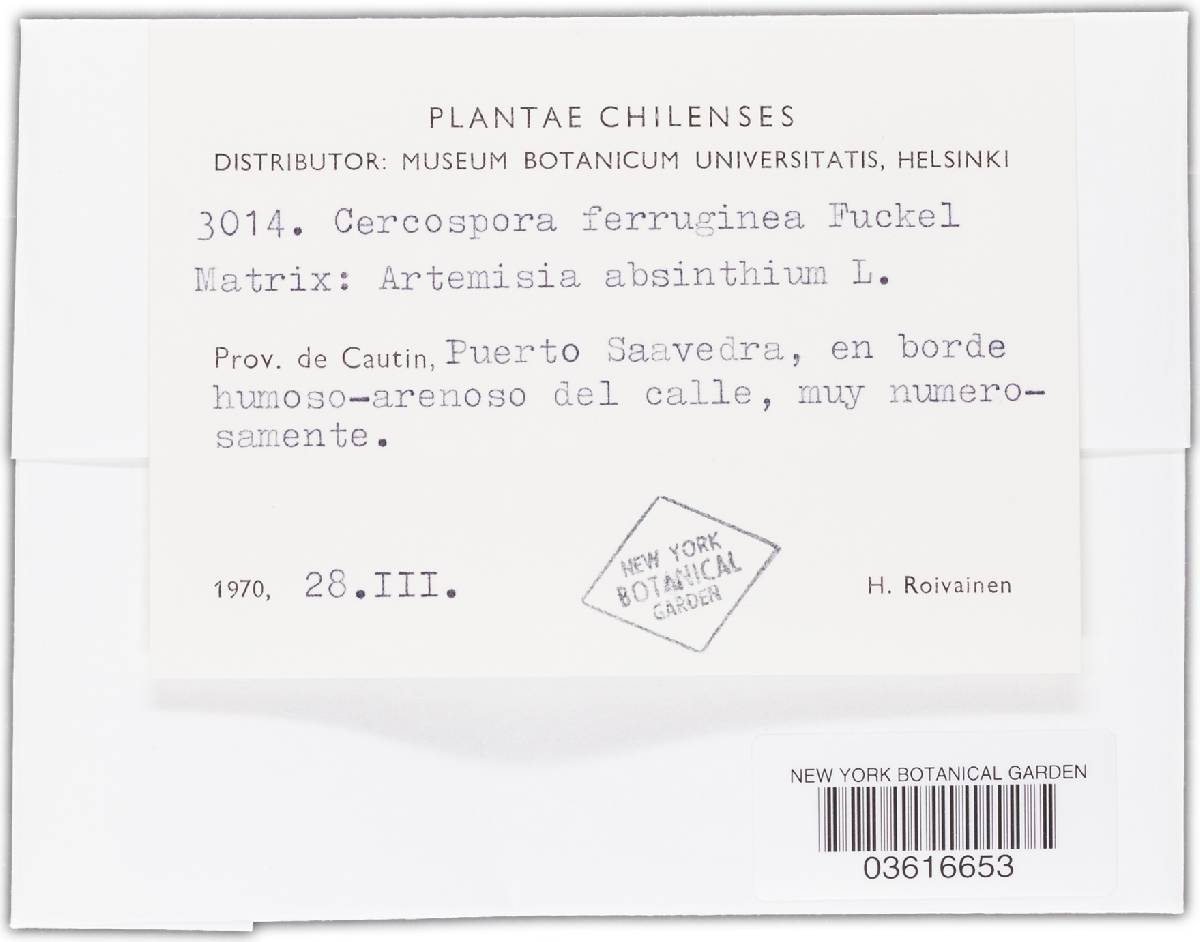 Passalora ferruginea image