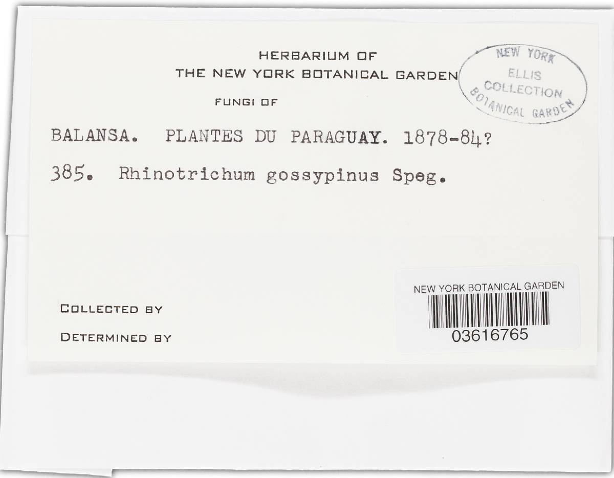 Rhinotrichum gossypinum image