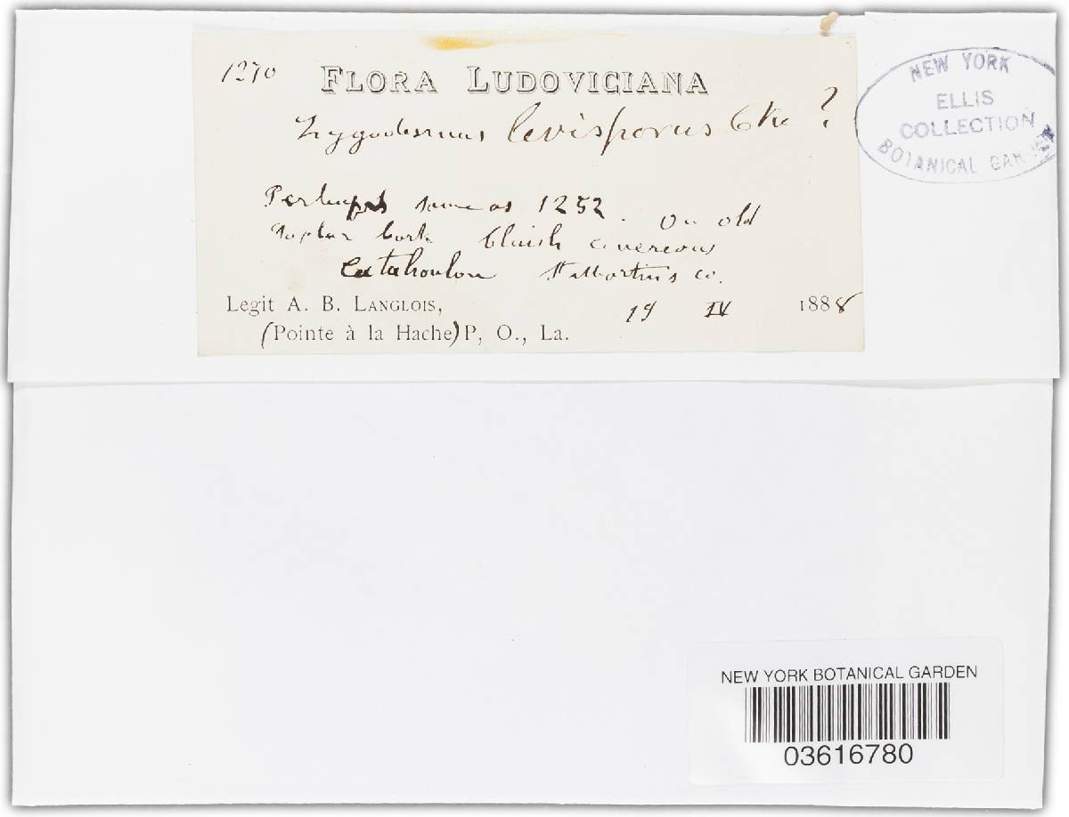 Zygodesmus laevisporus image