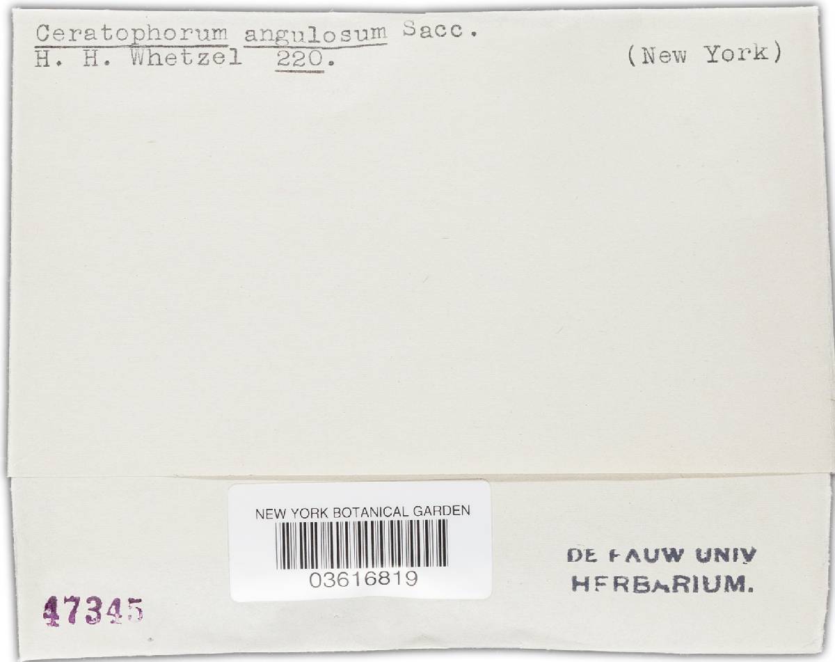 Ceratophorum image