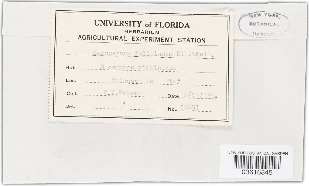 Cercospora fuliginosa image