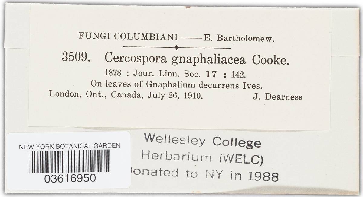 Cercospora gnaphaliacea image