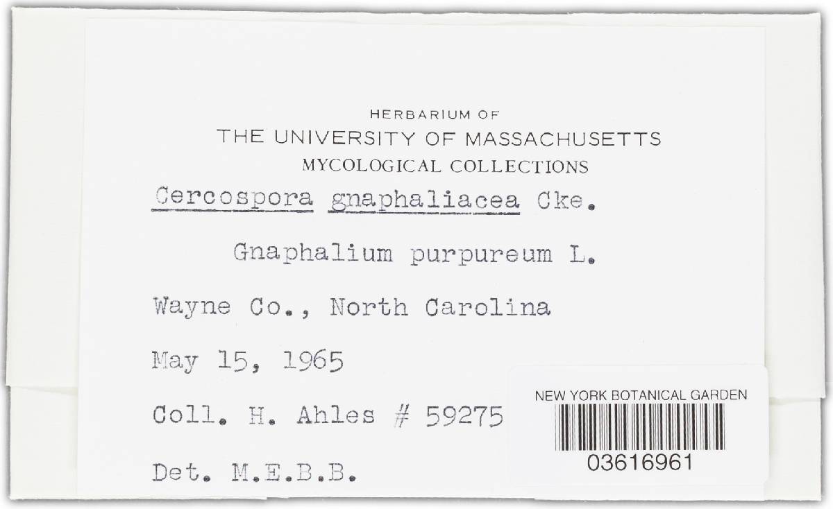 Cercospora gnaphaliacea image