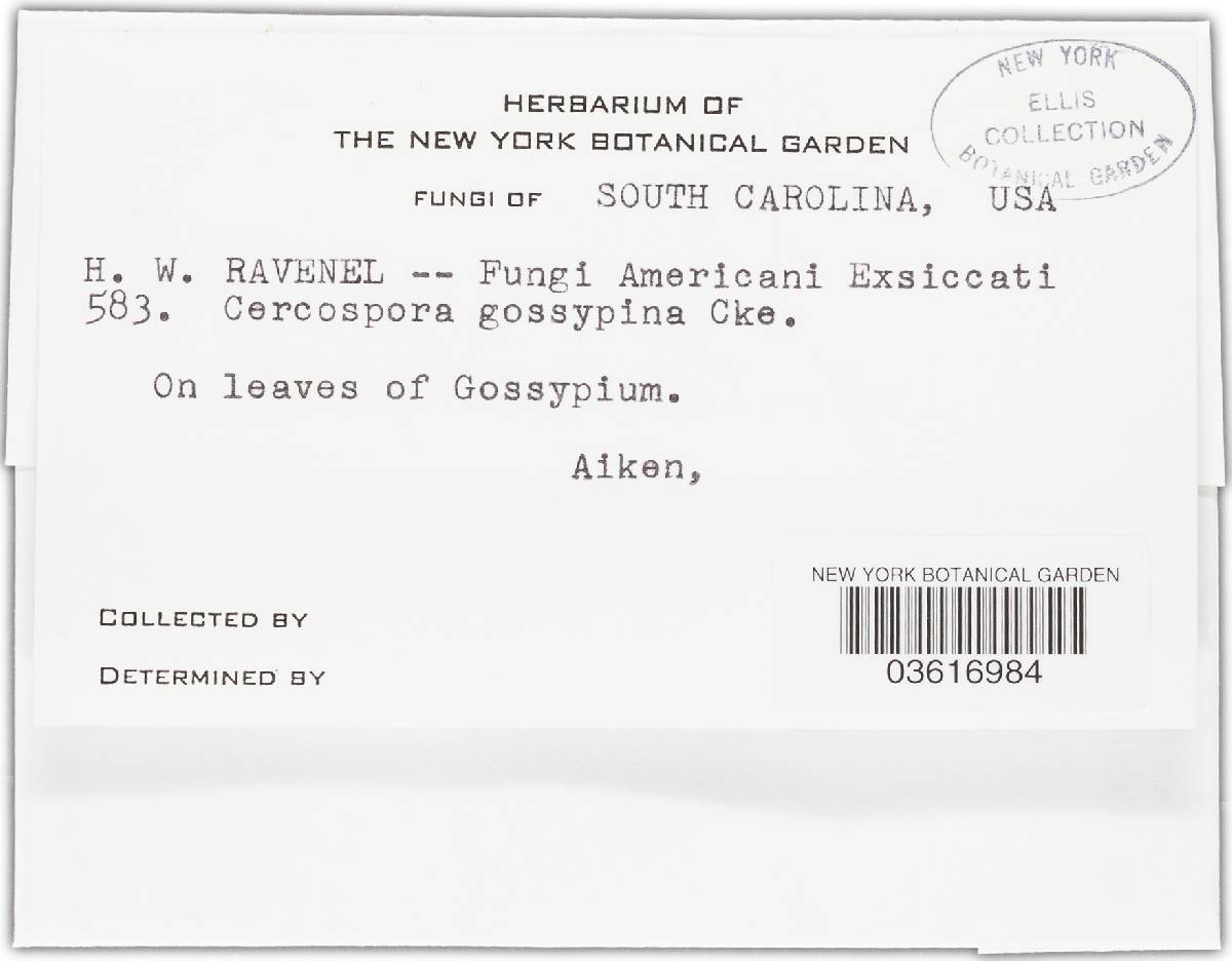 Cercospora gonolobi image