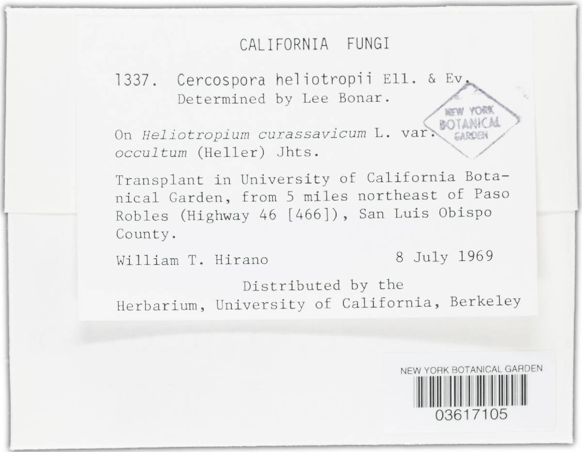 Cercospora heliotropii image