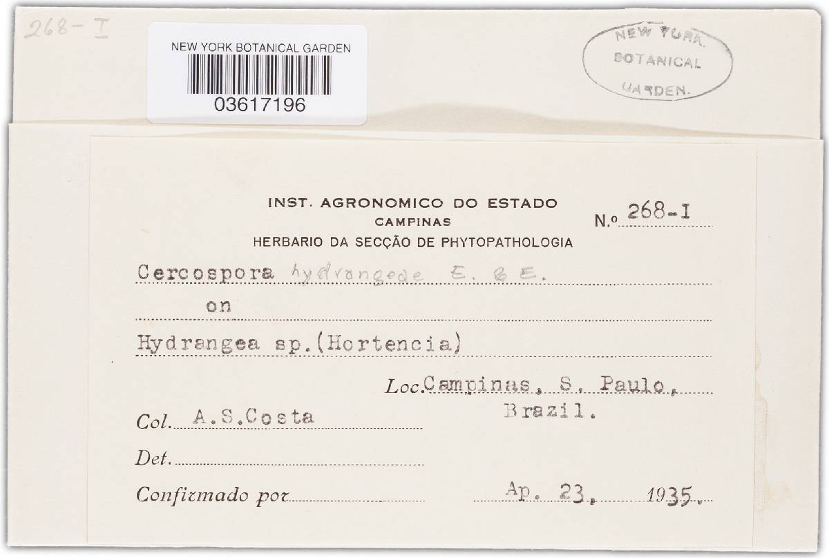Cercospora hydrangeae image