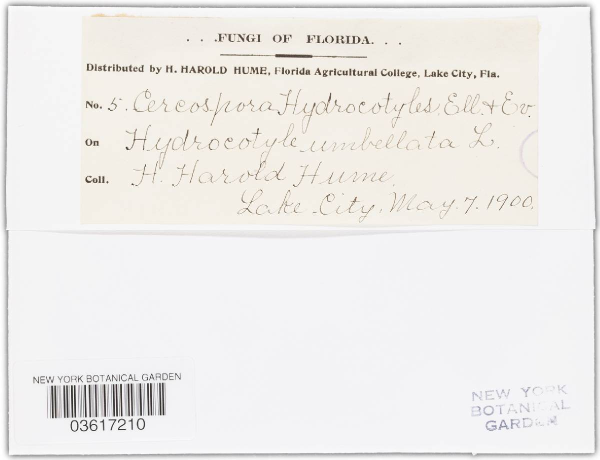 Cercospora hydrocotyles image