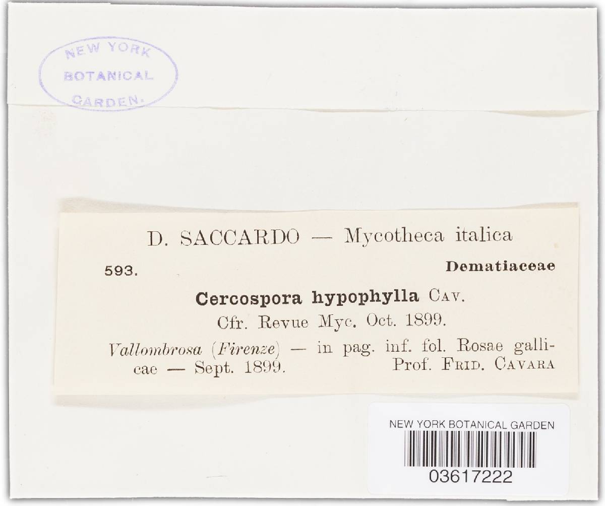 Cercospora hypophylla image