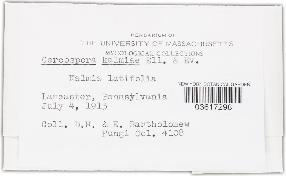 Pseudocercospora kalmiae image