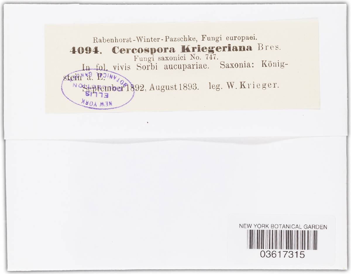 Cercospora kriegeriana image