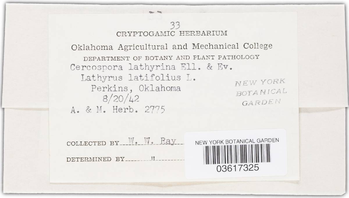 Cercospora lathyrina image