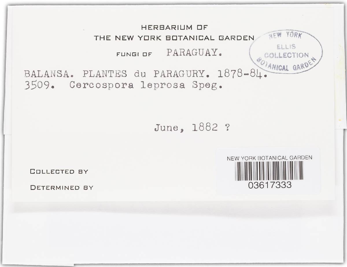 Cercospora leprosa image