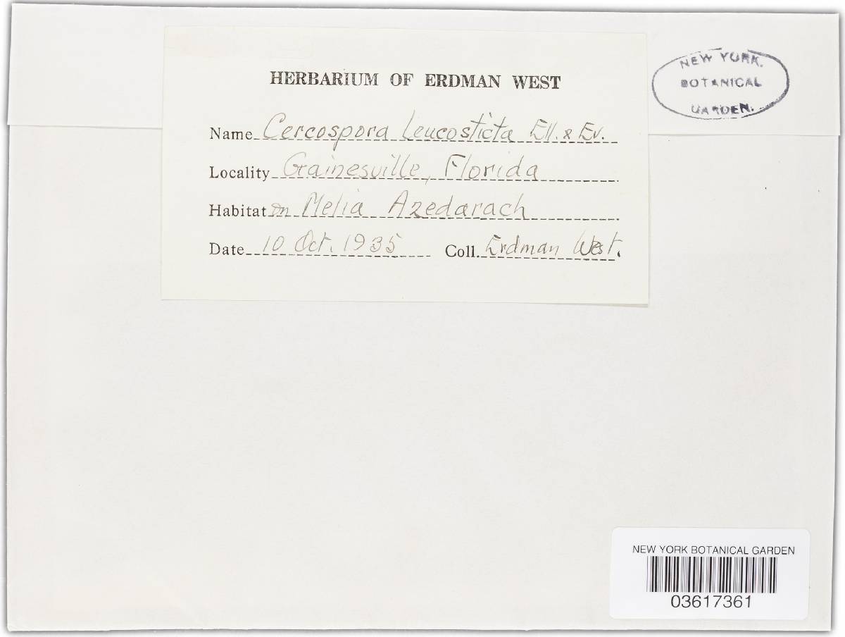 Cercospora leucosticta image