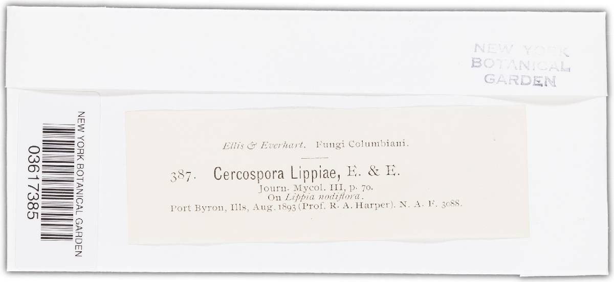 Cercospora lippiae image