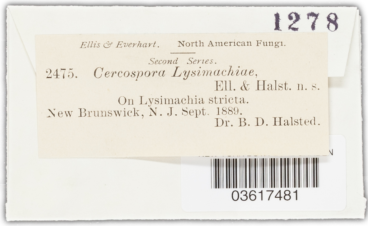 Cercospora lycopi image