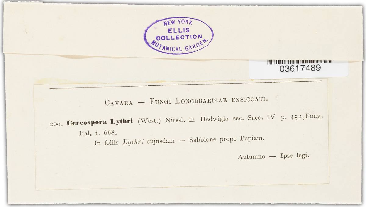 Stenella lythri image