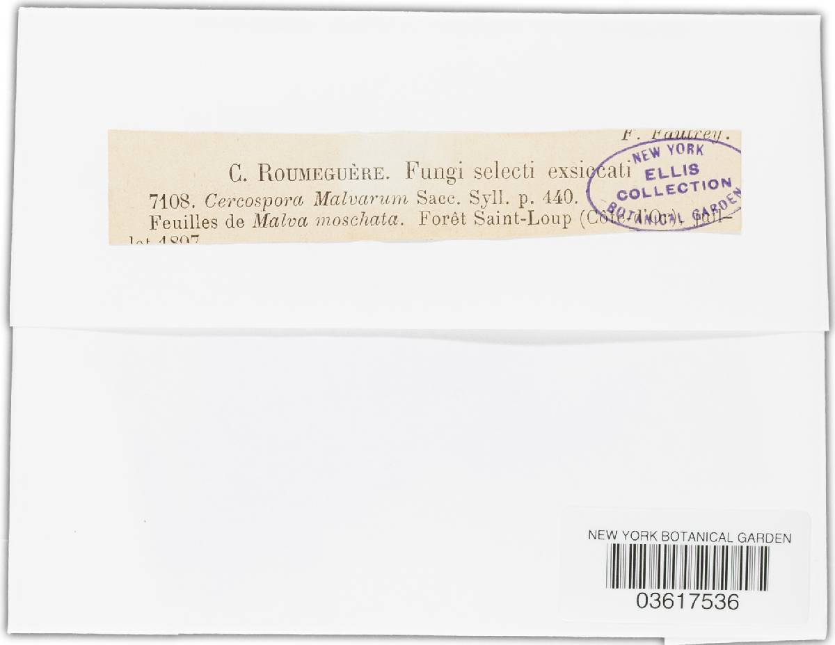 Cercospora malvarum image