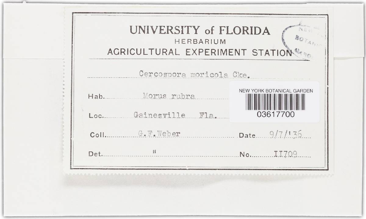 Cercospora moricola image