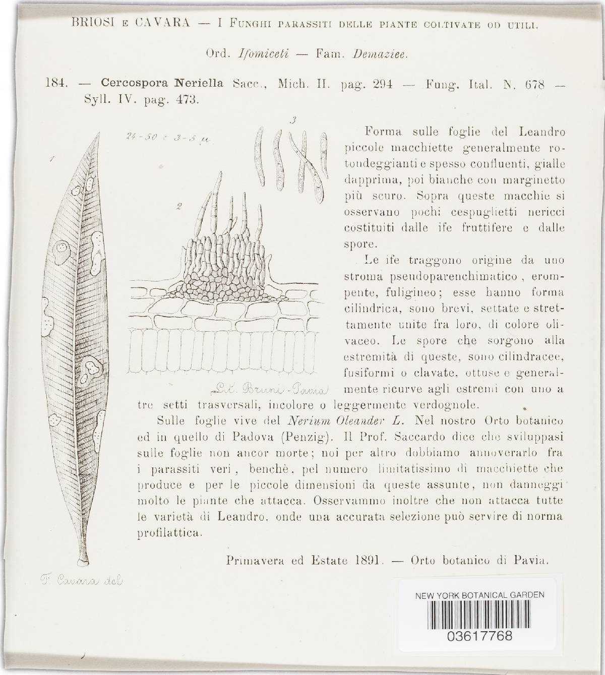 Pseudocercospora neriella image